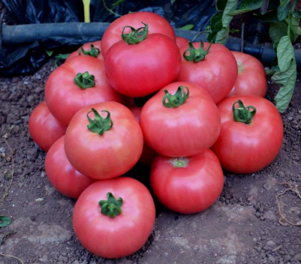 Tomato indeterminate Q23-254 F1