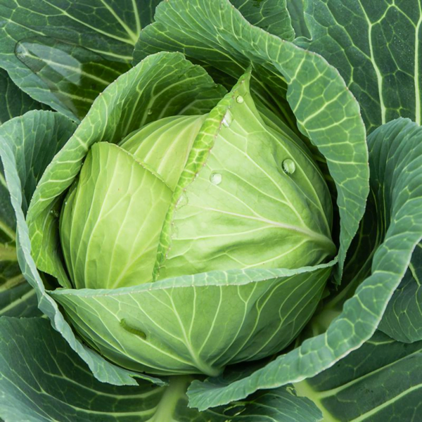 Cabbage White Q23-188 F1