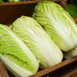 Cabbage Chinese Q23-196 F1