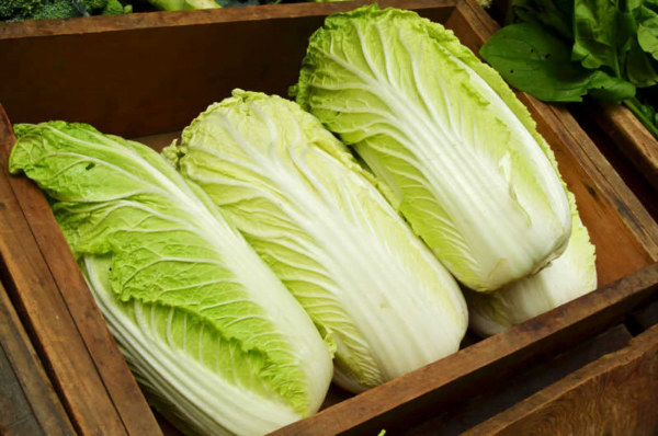 Cabbage Chinese Q23-196 F1