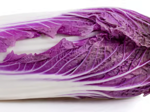 Cabbage Chinese Q23-198 F1