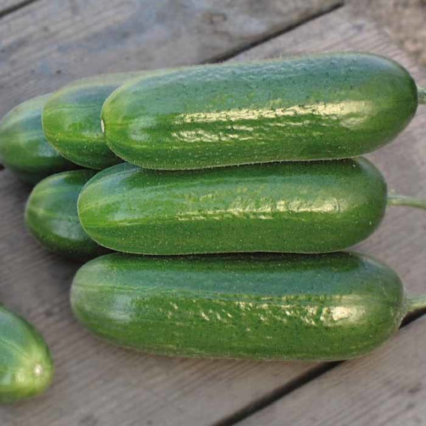 Cucumber - Beit Alpha Q23-244 F1