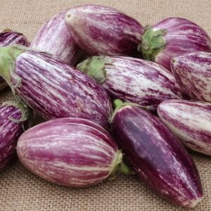 Eggplant