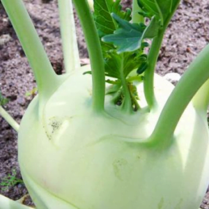 Kohlrabi Q23-201 F1