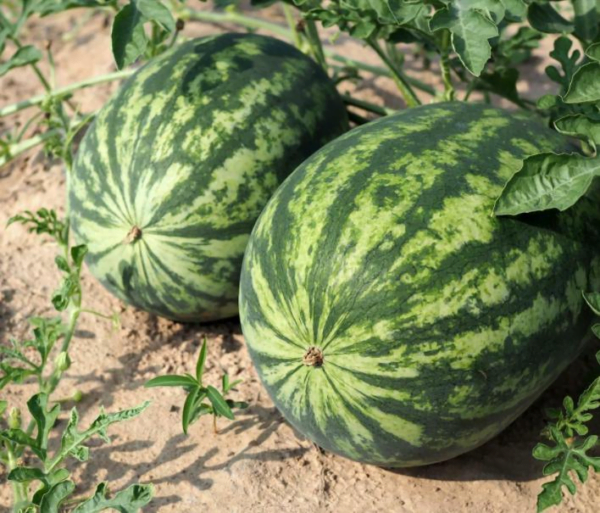 Watermelon Q23-178 F1