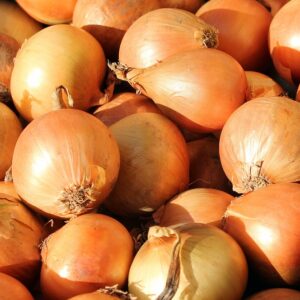 Onion yellow Longday