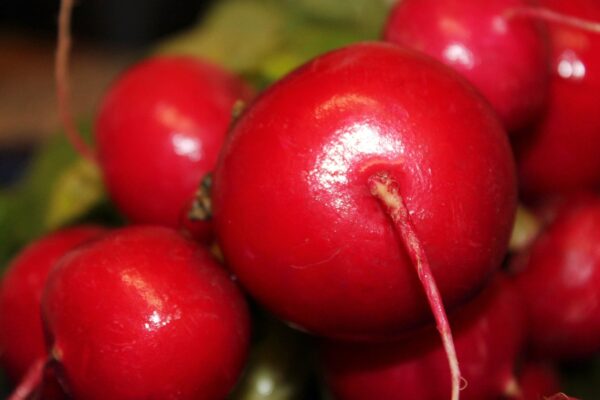Radish Red Gem (Q24-315)