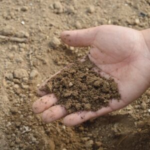 Bio fertilizer