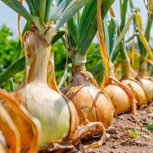 Onion yellow Shortday