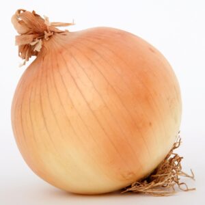 Onion Q24-316 F1 yellow shortday