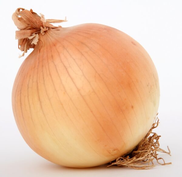 Onion Q24-401 yellow shortday
