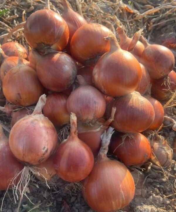 Onion Otto F1 (Q24-318 F1) yellow intermediate