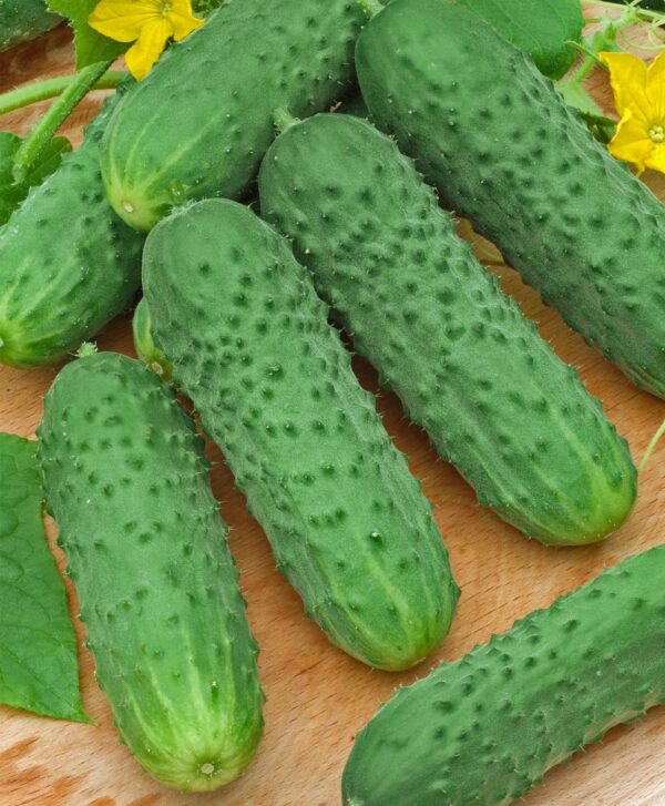Cucumber - Cornichon Q24-320 F1