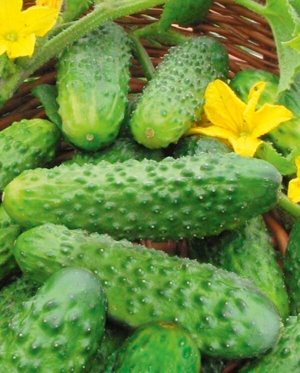 Cucumber - Cornichon Q24-321 F1
