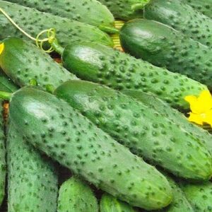 Cucumber - Cornichon Ira F1