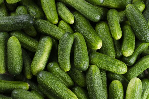 Cucumber - Cornichon Conny F1