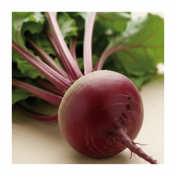 Beet Root Q25-410 - Image 2