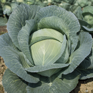 Cabbage White Granhold F1